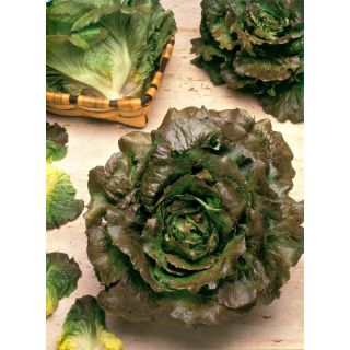 Compra LECHUGA MARAVILLA DE VERANO Pildorada (1.000 Semillas) en la tienda online Fito Agrícola