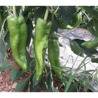 Compra ARDEI MATTADORES F1 (1.000 semințe) en la tienda online Fito Agrícola