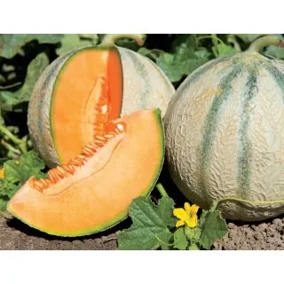 Compra MELÓN ALASCO F1 (1000 Semillas). en la tienda online Fito Agrícola