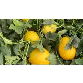 Compra MELÓN AMBATAR F1 (1000 Semillas). en la tienda online Fito Agrícola