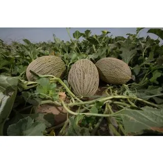 Compra MELÓN LINDERO F-1 (1000 Semillas). en la tienda online Fito Agrícola