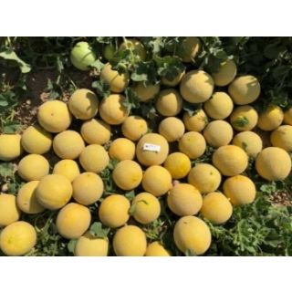 Compra MELÓN MEDIAL F1 (1000 Semillas). en la tienda online Fito Agrícola