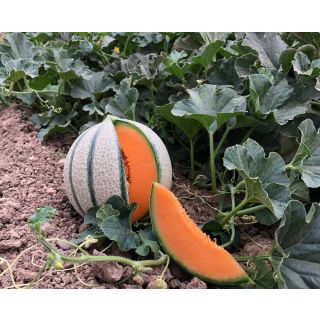 Compra MELÓN ORANGELUP F1 (1.000 Semillas). en la tienda online Fito Agrícola