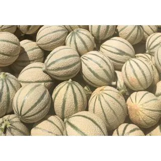 Compra MELÓN URKAN F1 (1.000 Semillas). en la tienda online Fito Agrícola