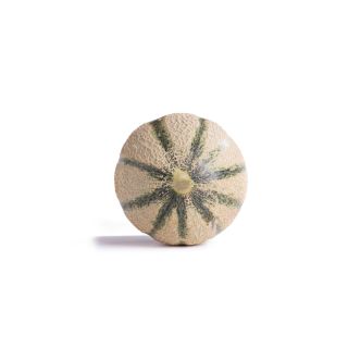 Compra MELÓN ZINASOL RZ F1 Precisión (1.000 Semillas). en la tienda online Fito Agrícola