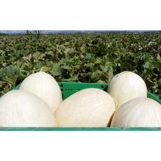 Compra MELÓN VIANA F1 (1000 Semillas) en la tienda online Fito Agrícola