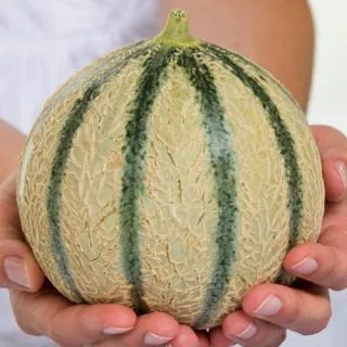 Compra MELÓN CANDILO F1 (1.000 Semillas). en la tienda online Fito Agrícola