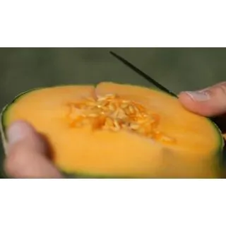 Compra MELÓN CHAMAN F1 (1000 Semillas). en la tienda online Fito Agrícola