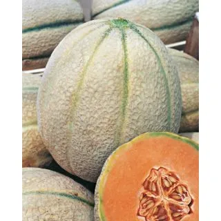 Compra MELÓN DELIZIA F1 OR® (5.000 Semillas) en la tienda online Fito Agrícola
