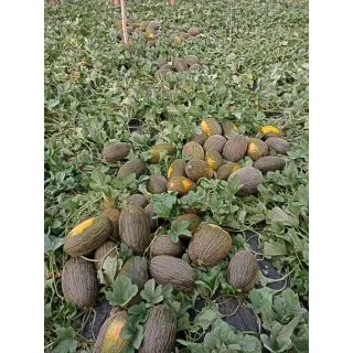 Compra MELÓN DON MUÑOZ F1 (500 Semillas). en la tienda online Fito Agrícola