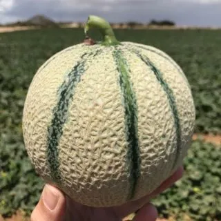 Compra MELÓN FUNCHAL F1 (1000 Semillas) en la tienda online Fito Agrícola