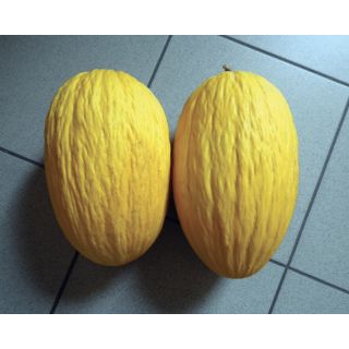 Compra MELÓN GIRASOLE F1 (1.000 Semillas) en la tienda online Fito Agrícola