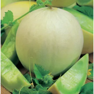 Compra MELÓN HONEY DEW (50 gr.) en la tienda online Fito Agrícola