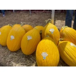 Compra MELÓN MABROUKA F1 (1000 Semillas). en la tienda online Fito Agrícola