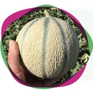 Compra MELON MELZANO F1 (1.000 Semillas). en la tienda online Fito Agrícola