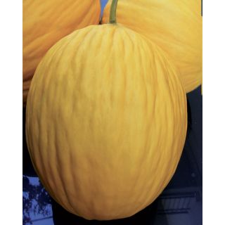 Compra MELÓN MERAVIGLIA DI TRAPANI F1® (1.000 Semillas) en la tienda online Fito Agrícola