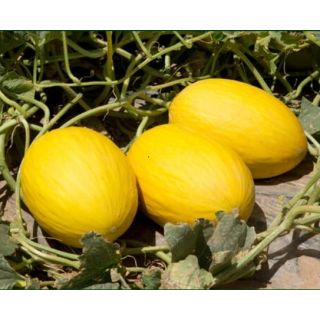 Compra MELÓN NIVAL F1 (1000 Semillas) en la tienda online Fito Agrícola