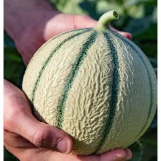 Compra MELON OCITO F1 (1.000 Semillas). en la tienda online Fito Agrícola