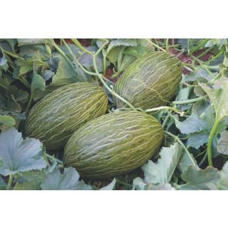 Compra MELÓN ORETANO F1 (1000 Semillas) en la tienda online Fito Agrícola