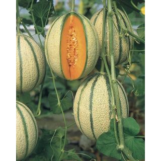 Compra MELÓN PEPITO F1 (1.000 Semillas) en la tienda online Fito Agrícola