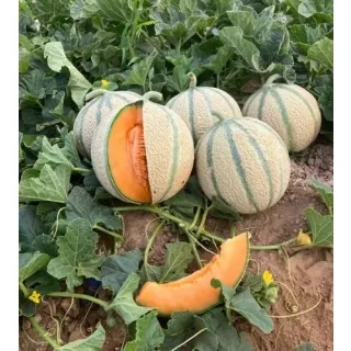 Compra MELON THORENS RZ F1 Precisión (1.000 Semillas). en la tienda online Fito Agrícola