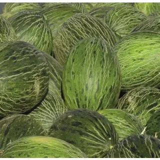 Compra MELÓN VALERIANO F1 (1000 Semillas). en la tienda online Fito Agrícola