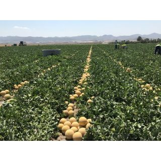 Compra MELÓN VERDASCO F1 (1.000 Semillas). en la tienda online Fito Agrícola