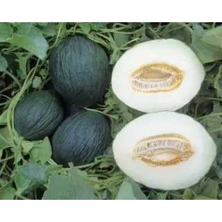 Compra MELÓN OLIMPO F1 (1.000 Semillas) en la tienda online Fito Agrícola