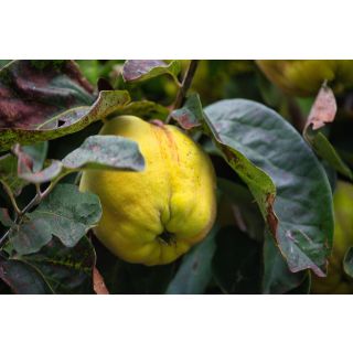 Compra MEMBRILLERO WRANJA en la tienda online Fito Agrícola