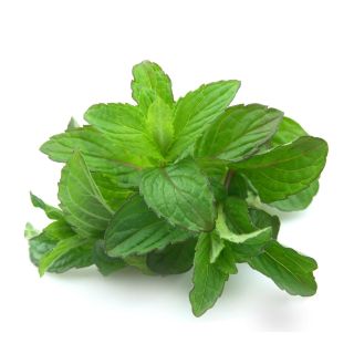 Compra MENTA CHOCOLATE ECOLÓGICA ME11 en la tienda online Fito Agrícola