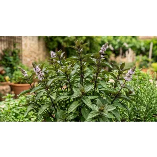 Compra MENTA CHOCOLATE (84 Plantas). en la tienda online Fito Agrícola