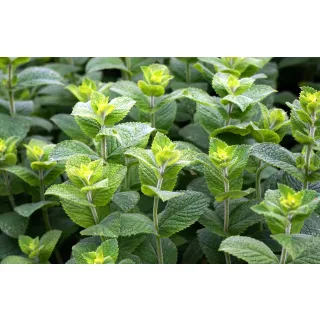 Compra MENTA MOROCO (84 Plantas). en la tienda online Fito Agrícola