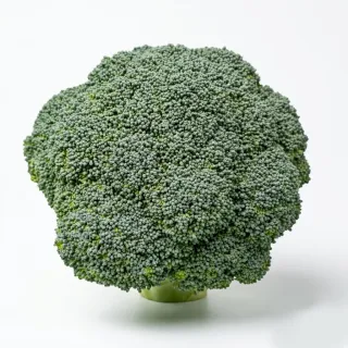 Compra BROCOLI MERAKI F-1 (1.000 semințe). en la tienda online Fito Agrícola