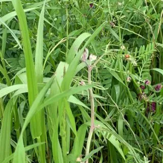 Compra CEBADA ANUAL SUELO NEUTRO ALCALINO (25 Kgr.). en la tienda online Fito Agrícola