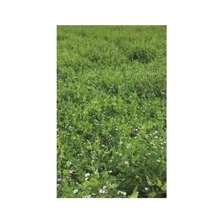 Compra PROTÉICA ANUAL NORTE ESPAÑA (25 Kgr.). en la tienda online Fito Agrícola