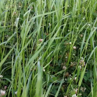 Compra STRIGOSA ANUAL SUELO ARENOSO (25 Kgr.). en la tienda online Fito Agrícola