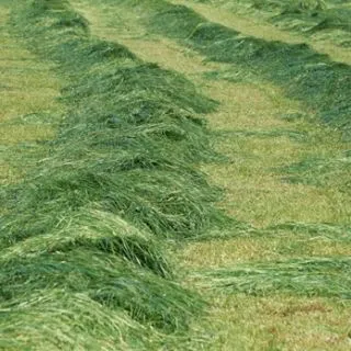 Compra CORTE ÚNICO ANUAL SUELO NEUTRO ALCALINO (25 Kgr.). en la tienda online Fito Agrícola