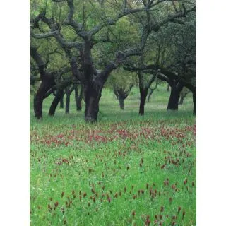 Compra PLURIANUAL FORESTALES SUELO ARENOSO (25 Kgr.). en la tienda online Fito Agrícola