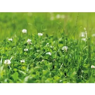 Compra REGADIO SUELO ACIDO (20 Kgr.). en la tienda online Fito Agrícola