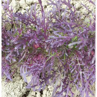 Compra MIZUNA PÚRPURA BABY LEAF ECOLÓGICA (50 gr.). en la tienda online Fito Agrícola