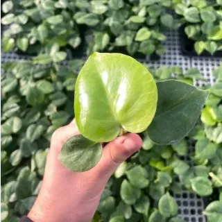 Compra MONSTERA DELICIOSA TAUERII (84 Plantas). en la tienda online Fito Agrícola