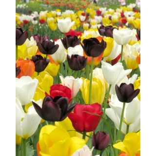 Compra MOON DANCE (100 Unid.). en la tienda online Fito Agrícola