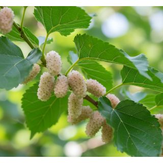 Compra MORERA DE FRUTO BLANCO en la tienda online Fito Agrícola