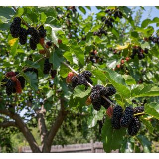 Compra MORERA DE FRUTO NEGRO en la tienda online Fito Agrícola