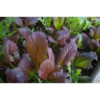 Compra MOSTAZA ROJA BABY LEAF ECOLÓGICA (50 gr.). en la tienda online Fito Agrícola