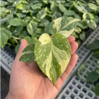 Compra MONSTERA THAI CONSTELLATION (84 Plantas). en la tienda online Fito Agrícola