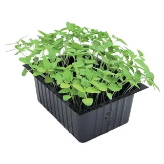 Compra BUSUIOC THAI MICROGREENS NT (1 kg) en la tienda online Fito Agrícola