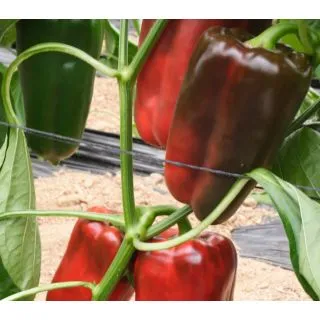 Compra ARDEI MUJELLO F1 (1000 semințe) en la tienda online Fito Agrícola
