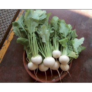 Compra NABO PALLA DI NEVE (250.000 Semillas). en la tienda online Fito Agrícola