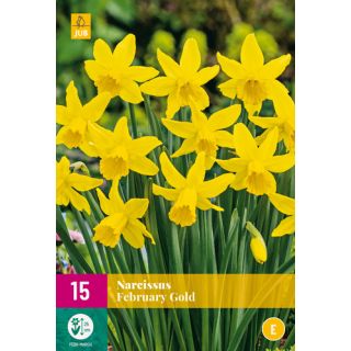 Compra NARCISOS FEBRUARY GOLD XXL en la tienda online Fito Agrícola